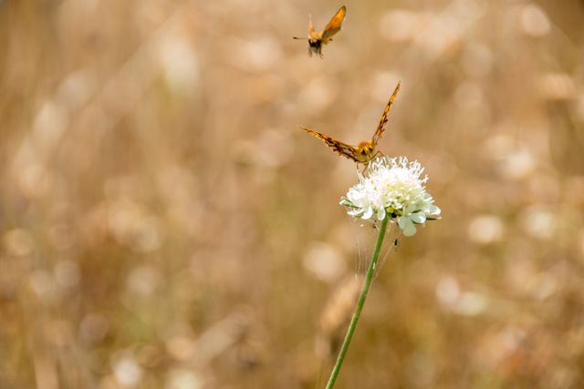 Two butterflies are pollinating a white wildflower in a sunny meadow. This scene captures the beauty of nature and wildlife, with a macro focus on the delicate insects and flower. Perfect for use in articles, blog posts, or educational materials related to wildlife, insects, nature, and environment.