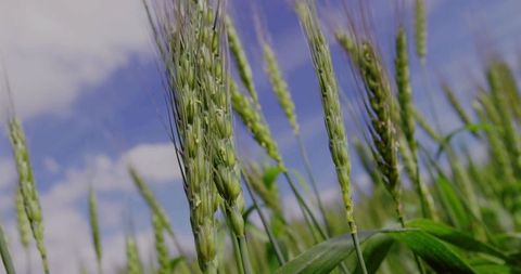 Green Wheat Stalks in Rural Farmland under Clear Blue Sky