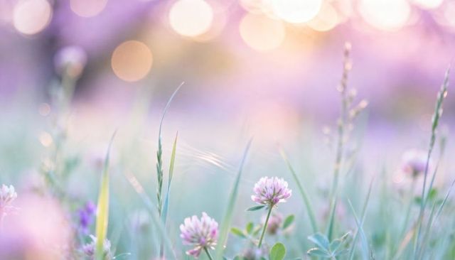 Pastel sunrise clover meadow with dew-kissed pink-white blossom and dreamy bokeh glow