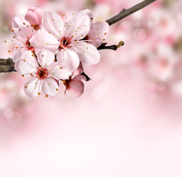 Delicate Cherry Blossom Branch with Soft Pink Background - Download Free Stock Photos Pikwizard.com