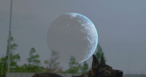 Gazing German Shepherd Tilting Head Toward Floating Earth Globe in Twilight Yard