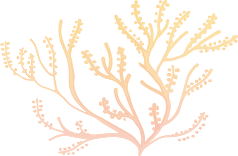 Transparent Botanical Illustration with Soft Yellow Branches