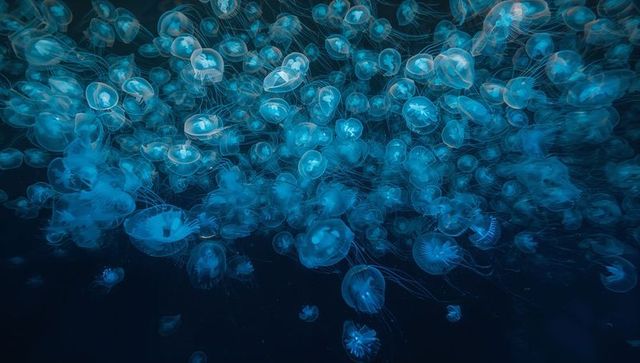 Mesmerizing Swarm of Bioluminescent Jellyfish in Deep Ocean Waters