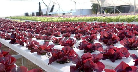 Vibrant rows of hydroponic lettuce in modern greenhouse