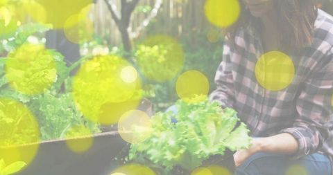 Gardener harvesting fresh homegrown lettuce from raised bed wearing gloves and plaid shirt