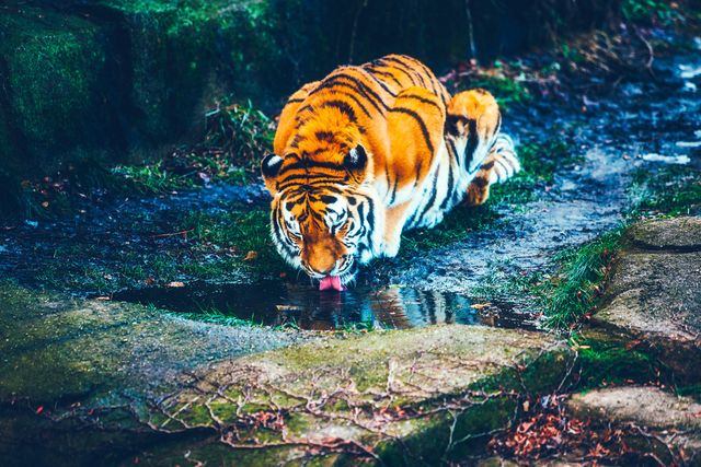 Tiger Drinking Water from Puddle in Natural Habitat - Download Free Stock Photos Pikwizard.com