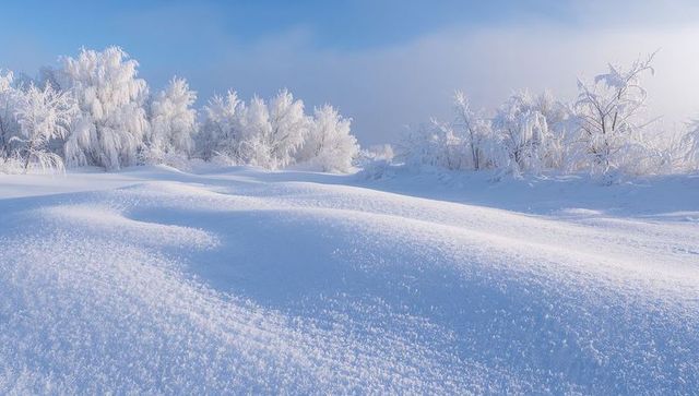 Sparkling snowdrifts leading to frosted birch treeline under clear blue winter sky