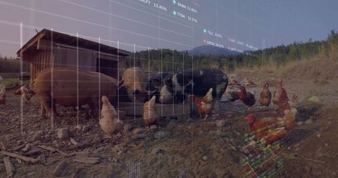 Foraging pigs and chickens in rocky paddock with stock market dashboard overlay