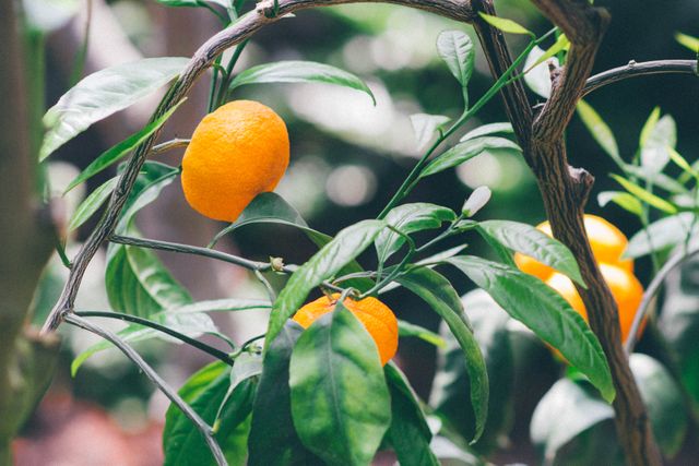 Close-up view of ripe oranges growing on tree amidst lush green leaves. Perfect for content related to gardening, organic agriculture, botany, and food. Suitable for websites, blogs, and marketing materials focusing on fresh produce, natural products, and healthy eating.