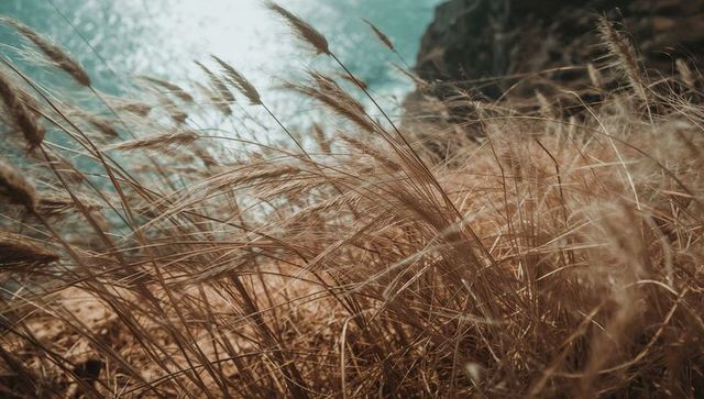 Swaying dune grasses along turquoise coastal cliff with sunlit ocean reflections, wind