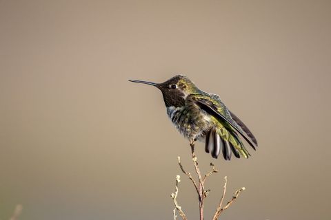 Hummingbird Perching on a Branch, Displaying Iridescent Feathers