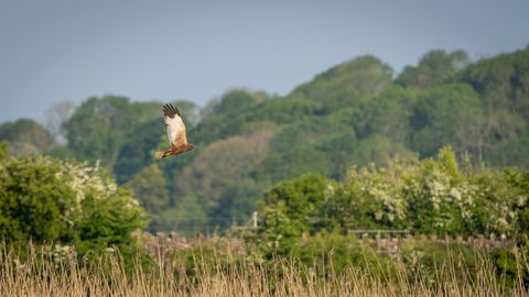 Marsh harrier soaring over wetland reeds with lush green woodland background