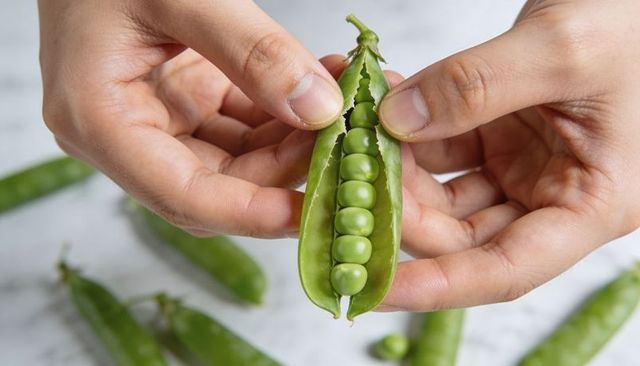 Closeup hands opening fresh green pea pod revealing perfect row of seven peas on marble countertop