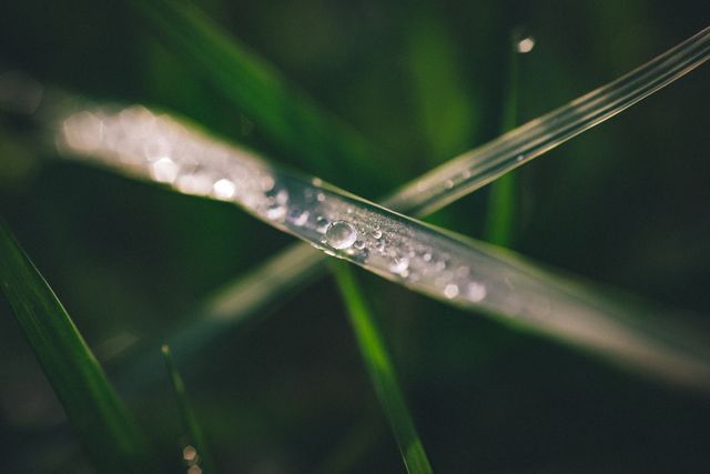 This image captures a close-up view of dew drops resting on a green grass blade in the morning sunlight. Ideal for use in nature photography promotions, illustrating concepts of freshness and natural beauty, or adding a touch of serenity and detail to environmental campaigns.