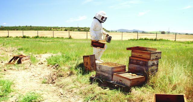 Beekeeper in Protective Suit Inspecting Hives in Sunny Field - Download Free Stock Images Pikwizard.com