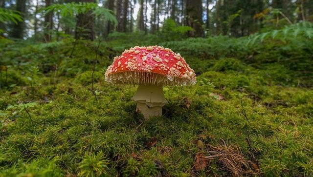 Red fly agaric growing on mossy forest floor with dew-covered warts and pine needles
