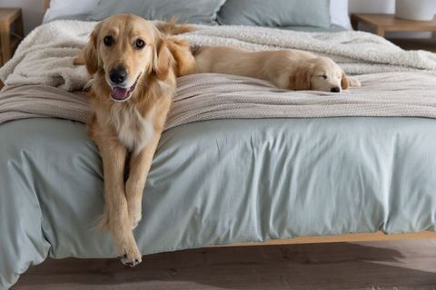 Golden retriever pair lounging on cozy bed with muted green linen and chunky beige throw