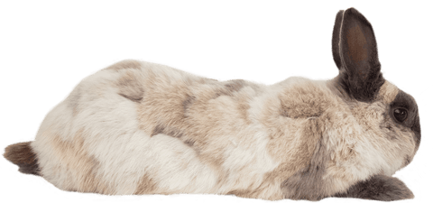 Side View of Fluffy Rabbit Lying on Transparent Background - Download Free Stock Videos Pikwizard.com
