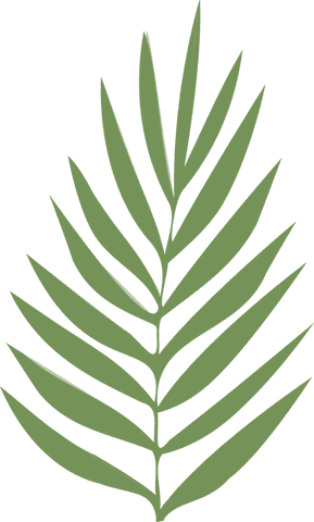 Minimalistic green fern frond illustration on transparent background