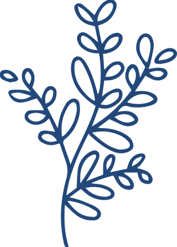 Minimalist botanical illustration on transparent background