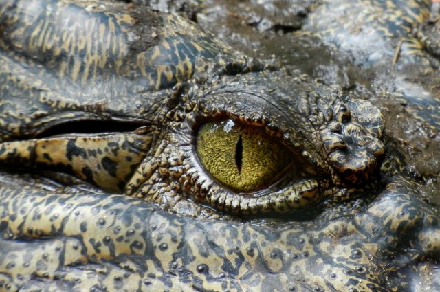 Vivid macro photograph showcasing the intense yellow eye of a crocodile. Perfect for educational materials on wildlife and reptiles, nature documentaries, environmental awareness campaigns, and articles focusing on predators and their habitats.