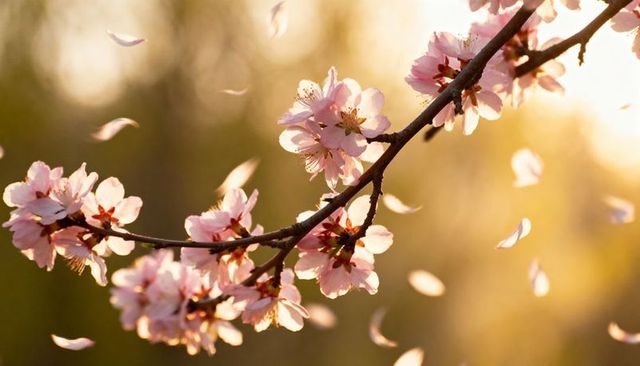 Golden Hour Cherry Blossom Branch with Pale Pink Blooms and Floating Petals