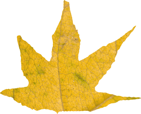transparent yellow autumn leaf close-up on white - Download Free Stock Videos Pikwizard.com
