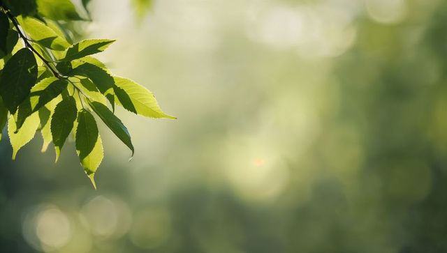 Sunlit green leaves on slender branch with soft bokeh background and copy space for text
