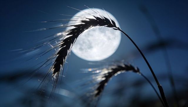 Moonlit barley heads arching in night meadow backlit by full moon, dramatic silhouette