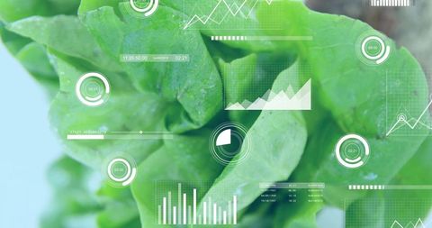 Combining green lettuce closeup with data visualization overlay for precision agriculture