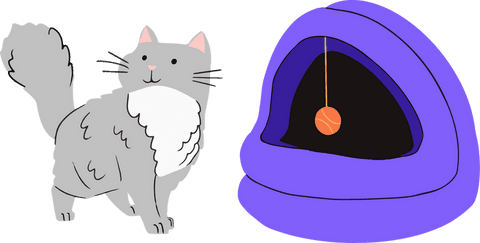 transparent background grey cat beside purple dome pet bed - Download Free Stock Videos Pikwizard.com