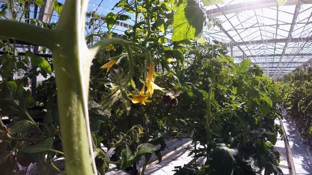 Close-up view of lush green plants with a bee hovering in a modern greenhouse. Ideal for agricultural articles, environmental blogs, botanical studies, and promotional material for gardening and eco-friendly initiatives. Highlights the close relationship between bees and plants, showcasing the natural world.