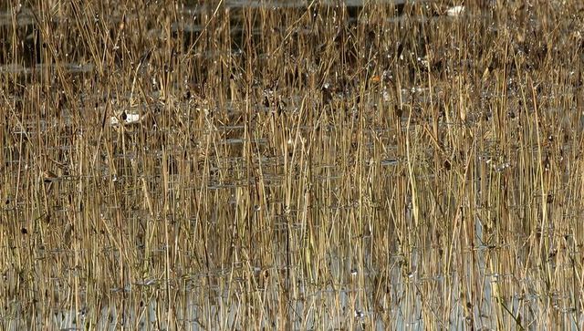 Golden marsh reeds rising from shallow water with reflective seed heads and vertical texture
