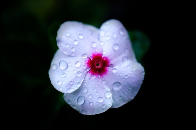 Close-up of Dew-Covered White Flower with Pink Center - Download Free Stock Photos Pikwizard.com