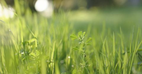 Sunlit clover sprout glowing in dew-covered meadow grass with soft bokeh backlight