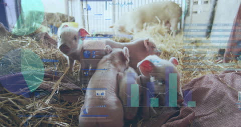 Piglets in Barn with Digital Data Overlay Concept