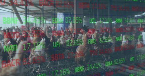 Chickens Overlaid with Stock Market Data Reflecting Agribusiness Finance - Download Free Stock Images Pikwizard.com
