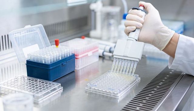 Gloved hand dispensing with multichannel pipette into 96-well microplate on stainless bench