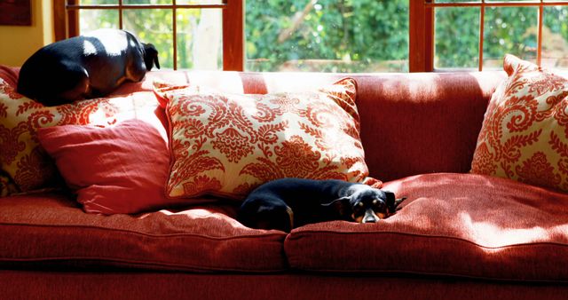 Two Small Dogs Resting on Colorful Sofa in Sunny Living Room - Download Free Stock Images Pikwizard.com