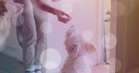Woman feeding two dogs at home with bokeh effect