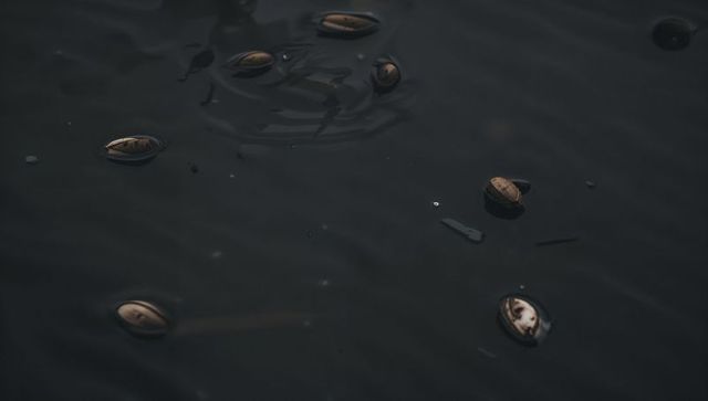 Brown seed pods floating on dark water producing gentle ripples and tranquil mood
