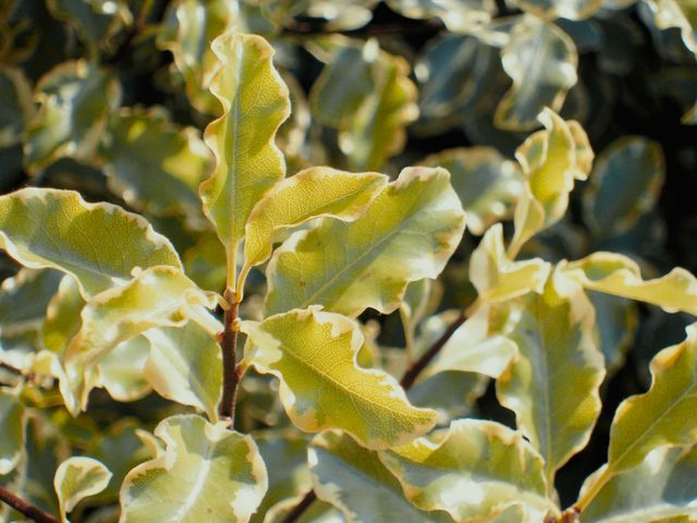 Close-up view of variegated plant leaves with sunlight highlighting their green and white edges. This image can be used in gardening blogs, botanical studies, posters, promotional content related to horticulture, and backgrounds for digital designs.
