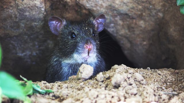 An inquisitive black rat is emerging from its burrow into the open air, surrounded by soil and natural elements. This image can be used to illustrate topics related to wildlife, rodents, natural habitats, and outdoor exploration. It is ideal for educational material, conservation projects, or articles focusing on nature and animal behavior.