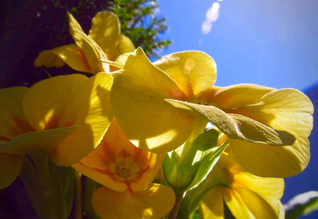 Close-up of vibrant yellow flowers basking in bright sunlight, set against a clear blue sky and surrounded by fresh greenery. Ideal for use in gardening, floral design, nature photography collections, summer themes, and as a colorful background for print and digital projects.
