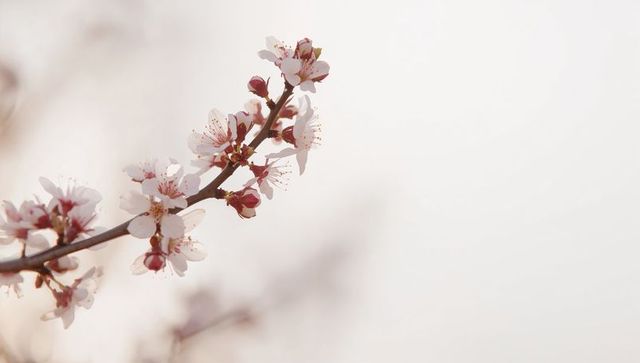 Blooming cherry blossom branch with pale pink flowers and red buds on soft pastel backdrop