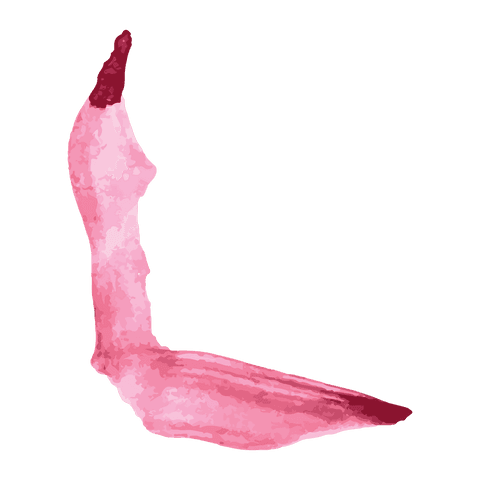 abstract pink brushstroke on transparent background - Download Free Stock Videos Pikwizard.com