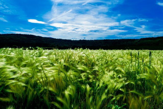 Image depicting a lush green wheat field under a bright blue sky with scattered white clouds. The wheat plants appear to be gently swaying with the wind. Idyllic for use in agriculture campaigns, nature blogs, travel brochures, and environmental awareness posters.
