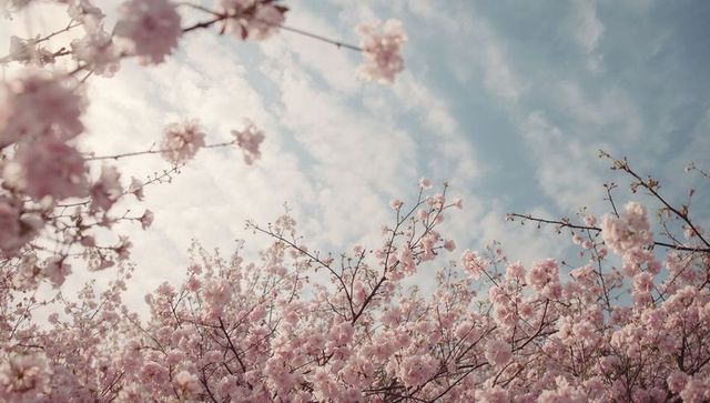 Pale pink cherry blossom canopy against soft blue sky spring floral background