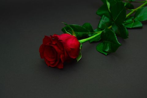 Single red rose black background symbolizing love