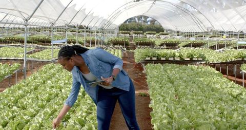 Woman Using Tablet in Hydroponic Greenhouse Checking Lettuce